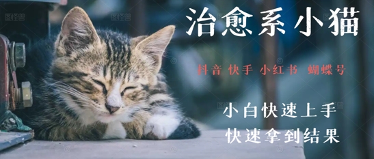 拆解，疯狂火爆！抖音，小红书，视频号小猫治愈的视频，轻松制作+快速拿到结果-赚钱网